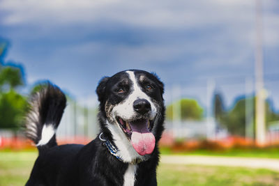 Close-up of dog