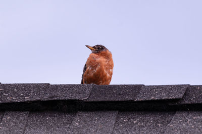 Close-up of bird perching on wall