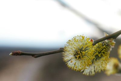 Close-up of flower buds