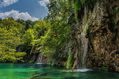 Scenic view of river amidst trees in forest against sky