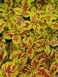 Full frame shot of flowering plant