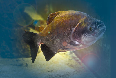 Close-up of fish swimming in water