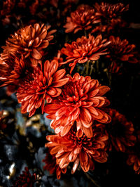 High angle view of red flowering plants