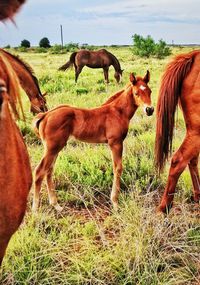 Horses standing in ranch