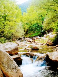 Stream flowing through rocks in forest