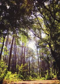 Low angle view of trees in forest