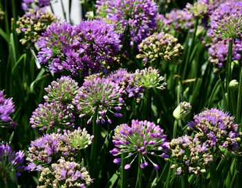 Close-up of purple flowering plants