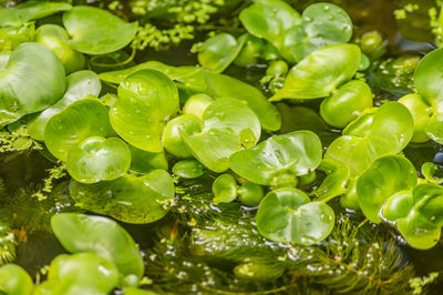 Waterlily leaves background