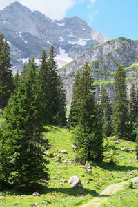 Scenic view of pine trees and mountains against sky