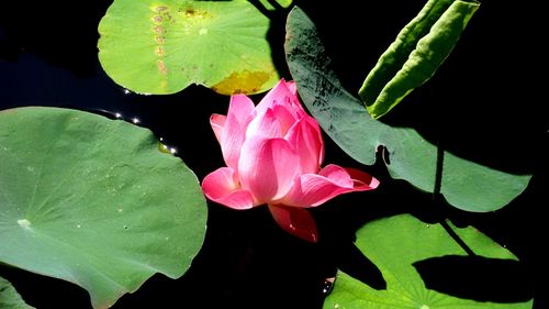 Close-up of lotus water lily in pond