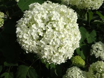 Close-up of hydrangea blooming outdoors