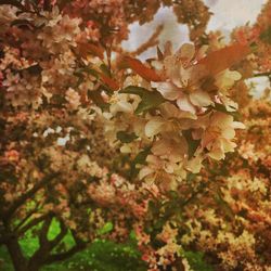 Close-up of flowers on tree