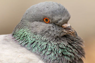 Domestic pigeon is a pigeon subspecies that was derived from the rock dove also  the rock pigeon