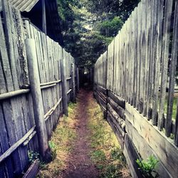 Walkway amidst trees