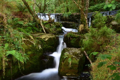 Scenic view of waterfall in forest