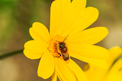 Close-up of bee on yellow flower