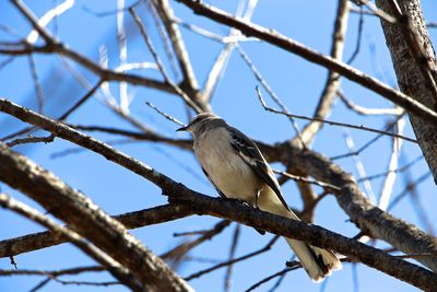 Low angle view of bird perching on branch