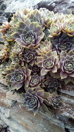 High angle view of succulent plant