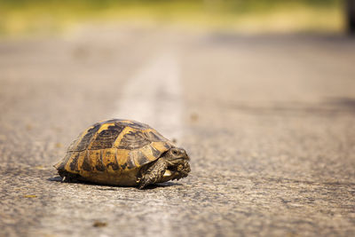 Close-up of shell on road