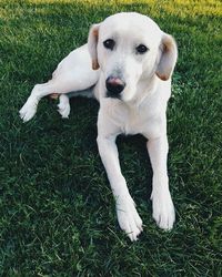 Dog on grassy field