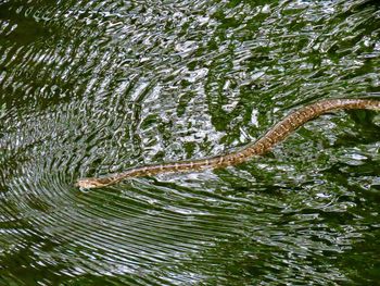 High angle view of crocodile swimming in water