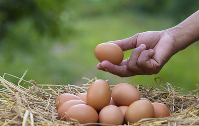 Close-up of hand holding brown egg
