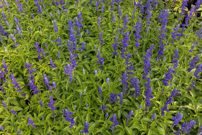 Full frame shot of purple flowering plants