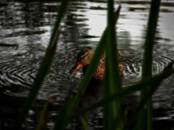 Close-up of bird perching on lake