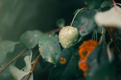 Close-up of wet plant during rainy season