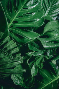 Full frame shot of fresh green leaves