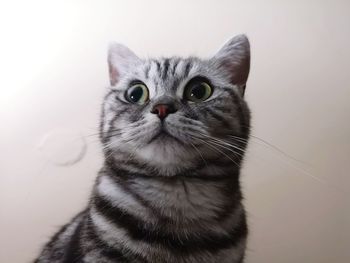 Close-up portrait of tabby cat against white background