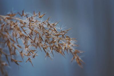 Close-up of dry plant