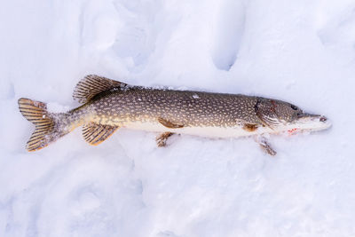 High angle view of dead fish in snow