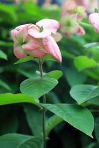 Close-up of pink flowering plant