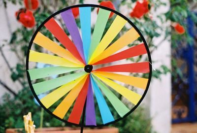 Close-up of multi colored tree