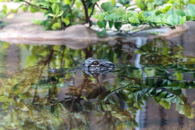 Baby alligator peering through water in a pond in sarasota, florida