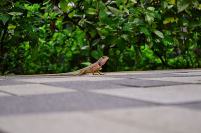 View of a lizard on the road