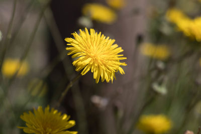 Close-up of yellow flowering plant
