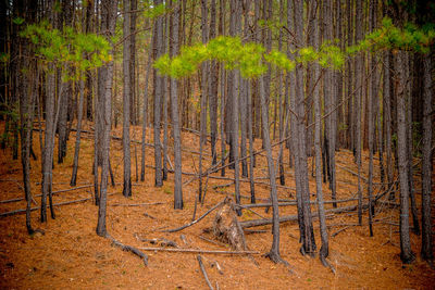 View of pine trees in forest