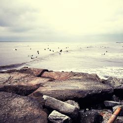 Birds flying over sea against sky