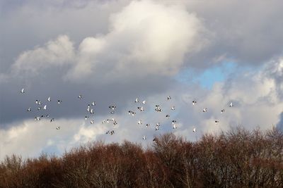 Low angle view of birds flying in sky