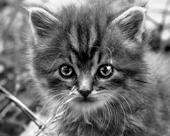 Close-up portrait of cat