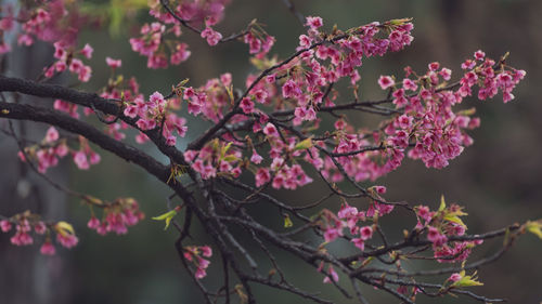 Close-up of pink cherry blossom tree