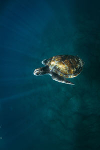 Turtle swimming in sea