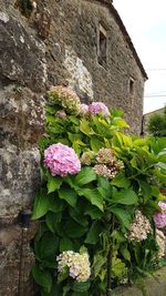 Pink flowering plant against building wall