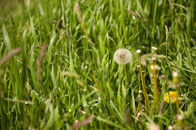 Close-up of dandelion on field