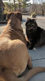 Close-up of cat sitting on tree