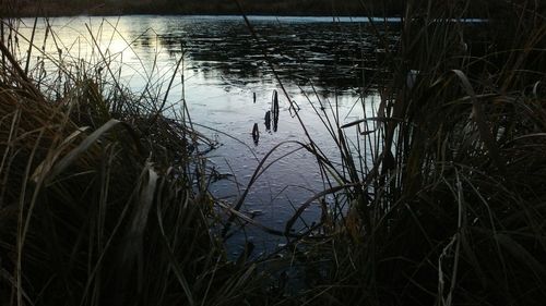 Scenic view of lake