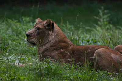 Side view of an animal relaxing on field