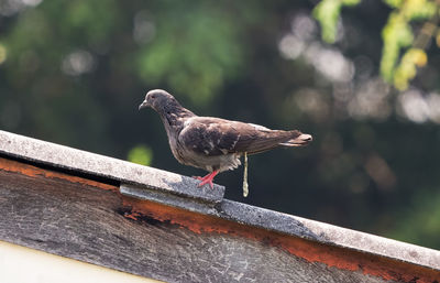 Close-up of bird perching on retaining wall